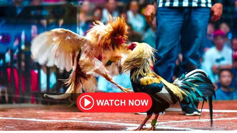 The Rich Heritage and Controversial Culture of Sabong (Cockfighting)